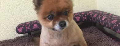 Unternehmen 2 Bild HUNDESALON MARA LIESTAL BASELLNAD Tiersalons am Liestal BL