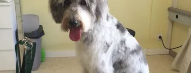Unternehmen 4 Bild HUNDESALON MARA LIESTAL BASELLNAD Tiersalons am Liestal BL