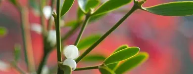 Unternehmen 8 Bild ISCADOR AG Ärzte am Arlesheim BL