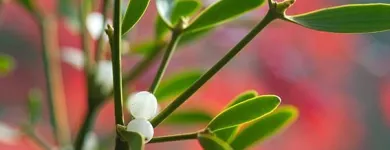 Unternehmen 10 Bild ISCADOR AG Ärzte am Arlesheim BL