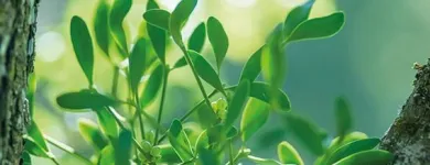 Unternehmen 4 Bild ISCADOR AG Ärzte am Arlesheim BL