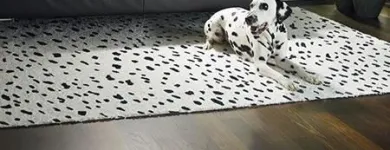 Entreprises 4 image JUD BODENBELÄGE + VORHÄNGE Raumausstatter, Innenausstatter dans Wetzikon Zh ZH