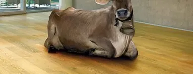 Entreprises 1 image JUD BODENBELÄGE + VORHÄNGE Raumausstatter, Innenausstatter dans Wetzikon Zh ZH