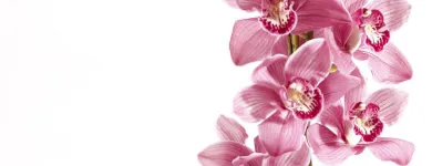 Entreprises 4 image LE FLEURISTE.CH GMBH Garten/Pflanzen dans Zurich ZH