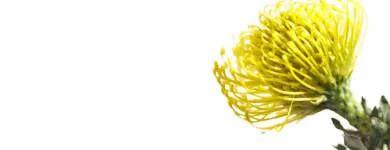 Entreprises 1 image LE FLEURISTE.CH GMBH Garten/Pflanzen dans Zurich ZH