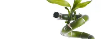 Entreprises 2 image LE FLEURISTE.CH GMBH Garten/Pflanzen dans Zurich ZH