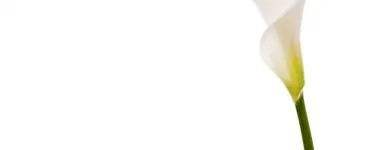 Entreprises 3 image LE FLEURISTE.CH GMBH Garten/Pflanzen dans Zurich ZH