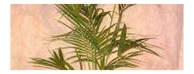 Unternehmen 1 Bild ORCHIDEEN WEBER GMBH Garten/Pflanzen am Basel BL