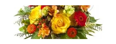 Unternehmen 6 Bild ORCHIDEEN WEBER GMBH Garten/Pflanzen am Basel BL