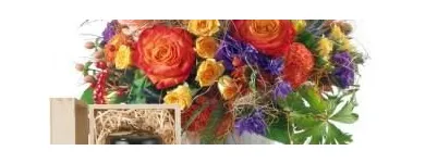 Unternehmen 7 Bild ORCHIDEEN WEBER GMBH Garten/Pflanzen am Basel BL