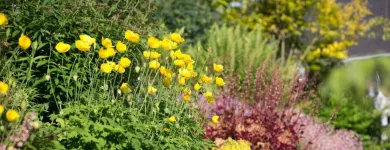 Entreprises 2 image PETER MEIER GARTENBAU AG Land-/Forstwirtschaft/Fischerei dans Jona SG
