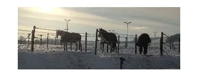 Entreprises 3 image PFERDEKLINIK THURLAND Ärzte dans Niederuzwil SG