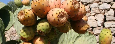 Unternehmen 4 Bild SALENTO FOOD GMBH Nahrungs-/Genussmittel am Jona SG