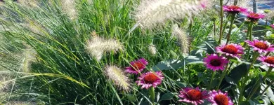 Unternehmen 1 Bild SCHEUNER GARTENBAU AG Land-/Forstwirtschaft/Fischerei am Bern BE