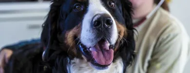 Entreprises 5 image TIERKLINIK24 Ärzte dans Staffelbach AG