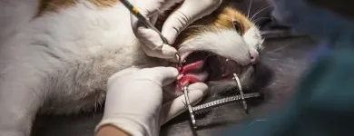 Entreprises 1 image TIERKLINIK24 Ärzte dans Staffelbach AG