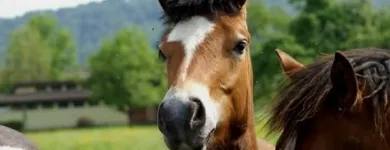 Entreprises 4 image TIERKLINIK24 Ärzte dans Staffelbach AG