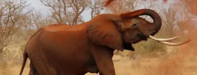 Immagine 1 azienda VÖGELE REISEN AG Transport/Verkehr/Tourismus in Zurich ZH