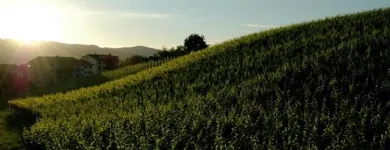 Entreprises 3 image WEINGUT KLOSTERHOF Weinkellereien dans Aesch Lu LU