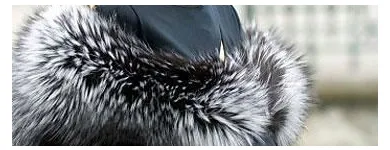 Immagine 3 azienda WYSSBROD DIETER AG Textil/Bekleidung in Zurich ZH