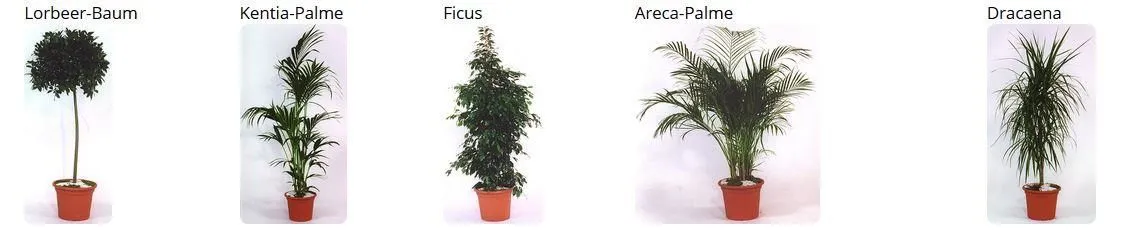 Unternehmen 6 Bild BLUMEN PFISTER