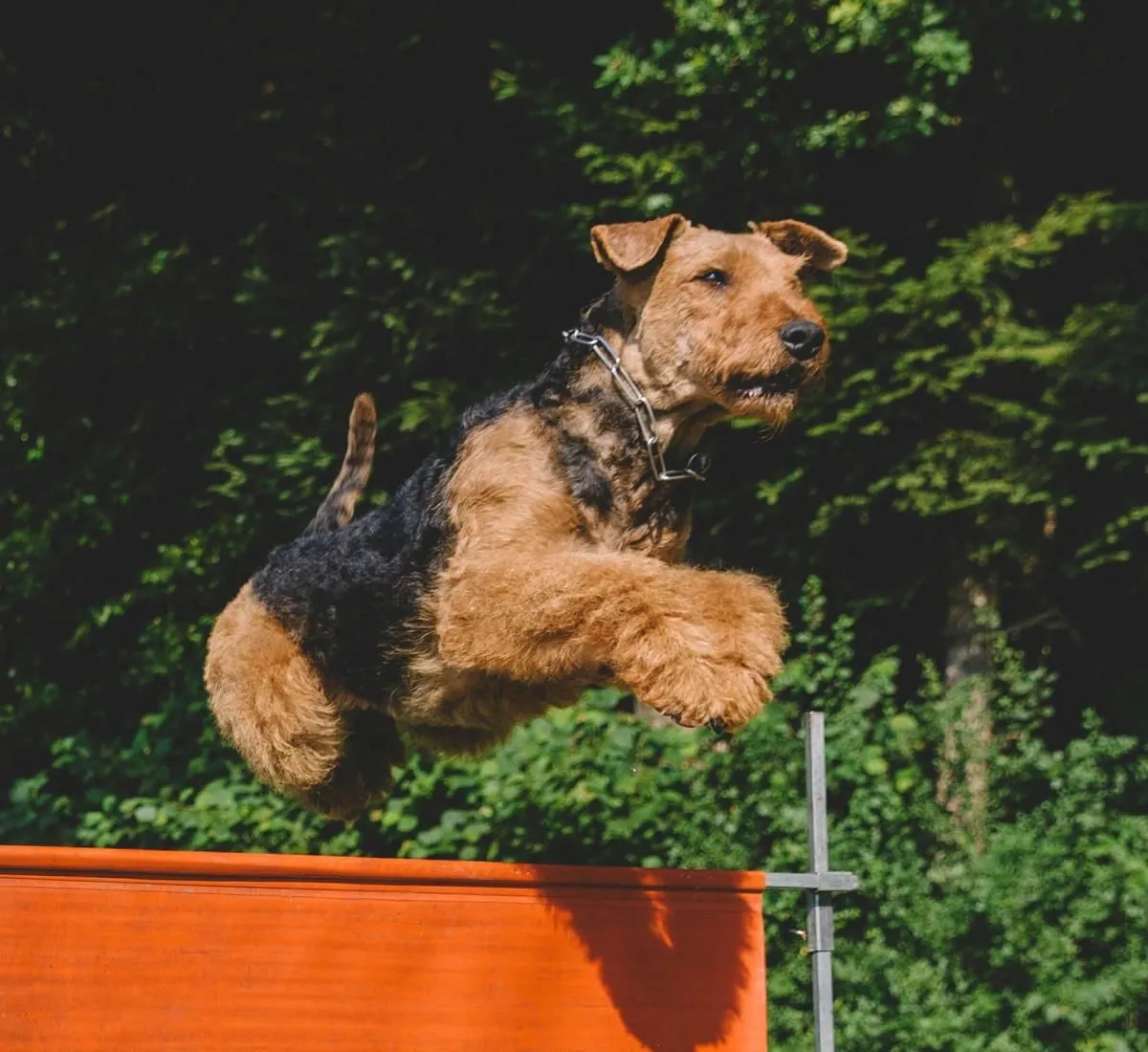 Unternehmen 3 Bild HAPPYPARADISE HUNDESALON