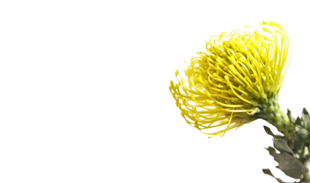 Entreprises 1 image LE FLEURISTE.CH GMBH