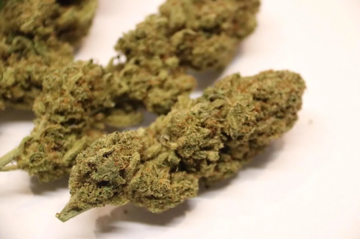 Immagine 9 azienda HANFBOB'S GROW & HEADSHOP