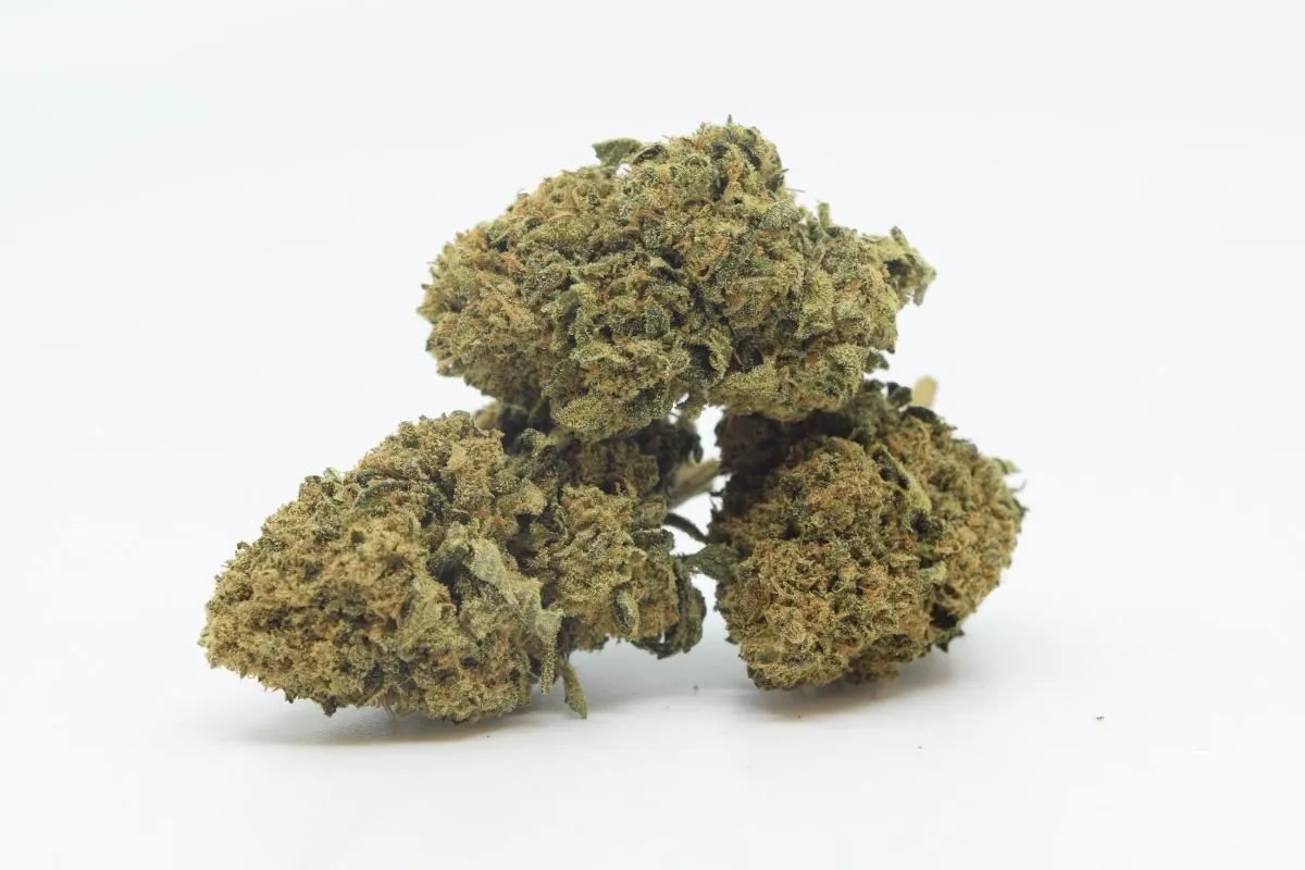 Entreprises 1 image ALPLANT GMBH