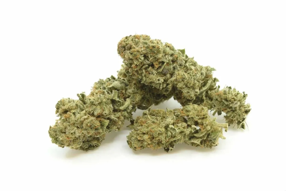 Entreprises 13 image ALPLANT GMBH