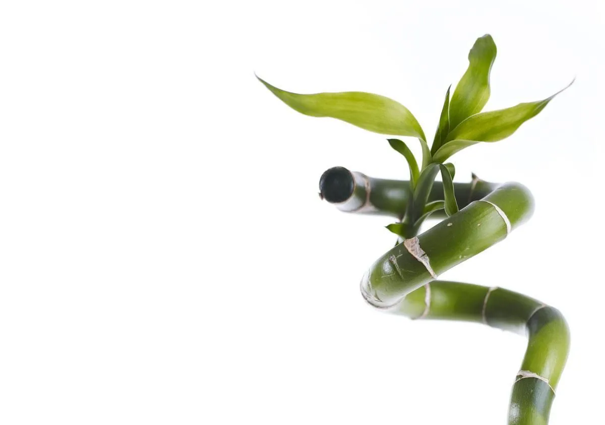 Entreprises 2 image LE FLEURISTE.CH GMBH