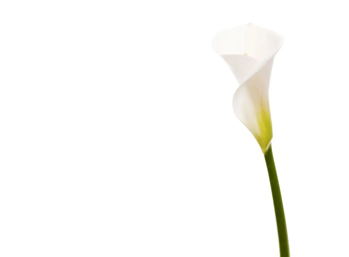 Entreprises 3 image LE FLEURISTE.CH GMBH