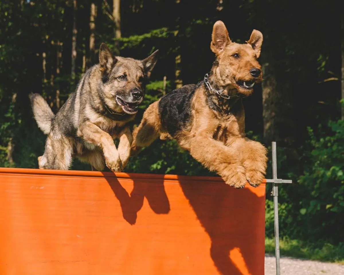 Entreprises 5 image HUNDESALON HAPPYPARADISE