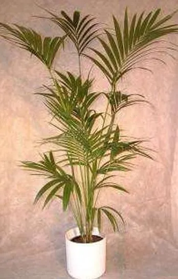 Unternehmen 1 Bild ORCHIDEEN WEBER GMBH