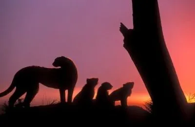 Entreprises 5 image HANG LOOSE TRAVELSERVICE