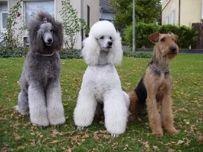 Unternehmen 1 Bild HAPPYPARADISE HUNDESALON
