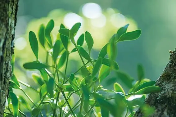 Entreprises 4 image ISCADOR AG