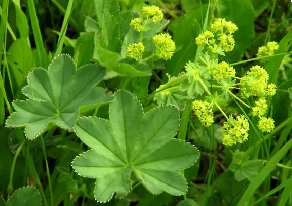 Immagine 3 azienda FRAUKE PETER KINESIOLOGIE - GESUNDHEIT - ENTWICKLUNG