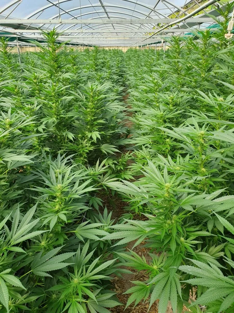 Entreprises 3 image ALPLANT GMBH