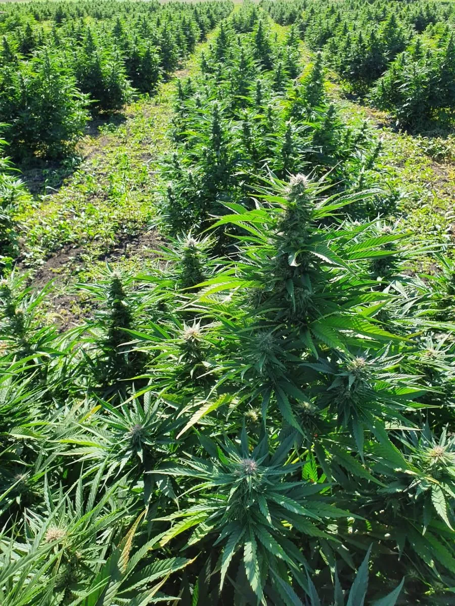 Entreprises 4 image ALPLANT GMBH