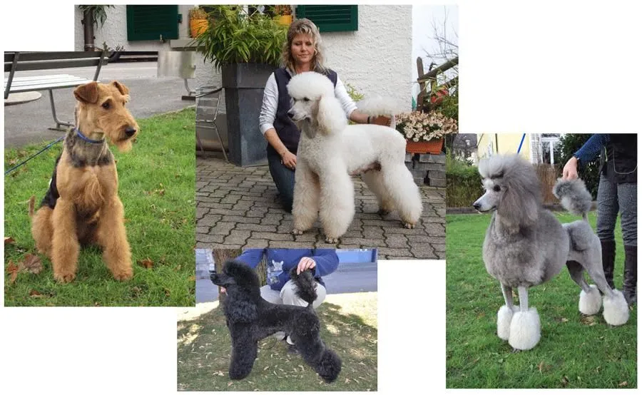 Entreprises 2 image HUNDESALON HAPPYPARADISE