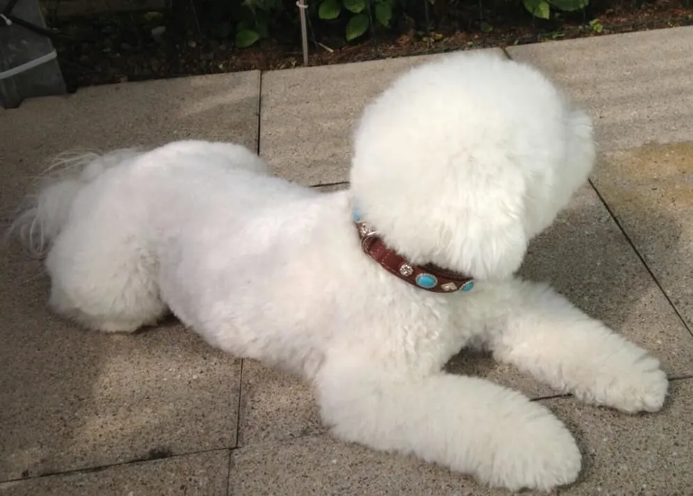 Unternehmen 2 Bild DOG & MORE