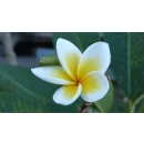 LEELAWADEE - TRADITIONNEL THAI MASSAGE Wellness & Spa am Lausanne VD