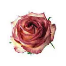 BLUMENHAUS WIEDIKON Garten/Pflanzen am Zurich ZH